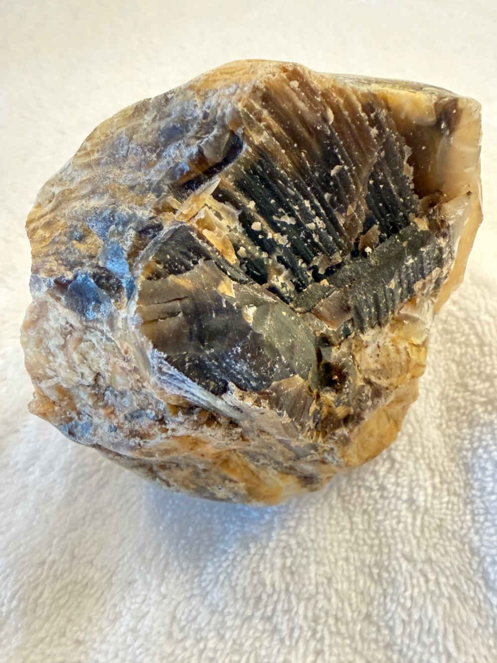 Where Is This From? Big Specimen of Petrified Wood - Picture 4 of 10